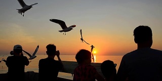日落时分，海港上海鸥、海鸥和海鸥的身影