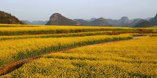 中国罗平的黄色油菜花田