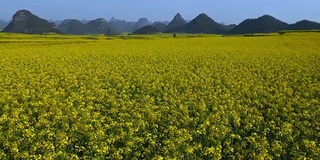 中国罗平的黄色油菜花田