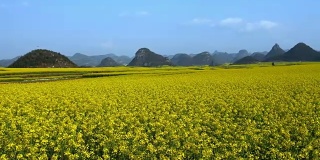 中国罗平的黄色油菜花田
