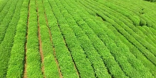 鸟瞰杭州龙井山茶园。