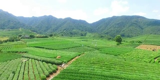 鸟瞰杭州龙井山茶园。