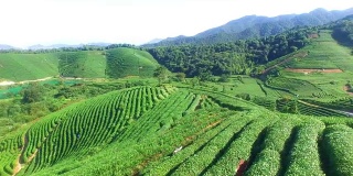 鸟瞰杭州龙井山茶园。
