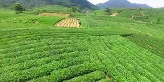 鸟瞰杭州龙井山茶园。