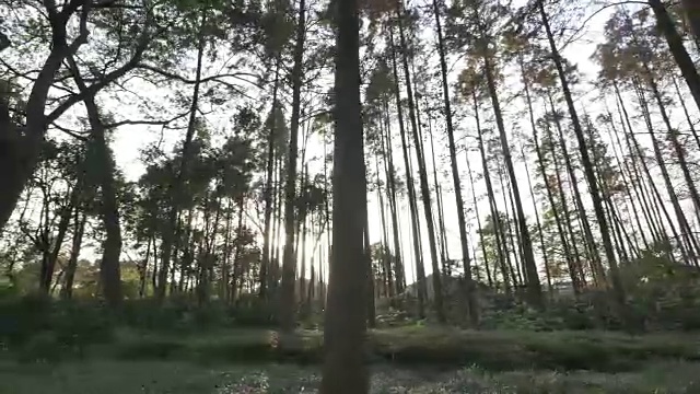 重庆森林里的树木。4 k