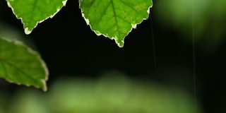 在黑暗的背景下，雨滴从树叶上落下。