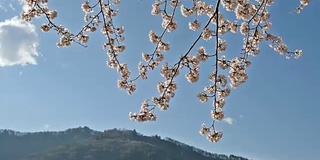 樱花与蓝天和山