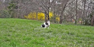 慢镜头中，两只骑士猎犬在草地上玩耍