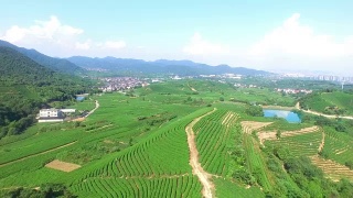 鸟瞰杭州龙井山茶园。视频素材模板下载