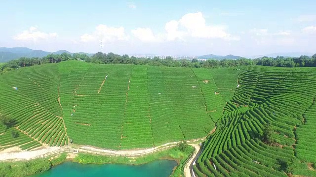 鸟瞰杭州龙井山茶园。