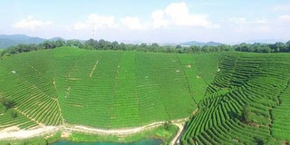 鸟瞰杭州龙井山茶园。