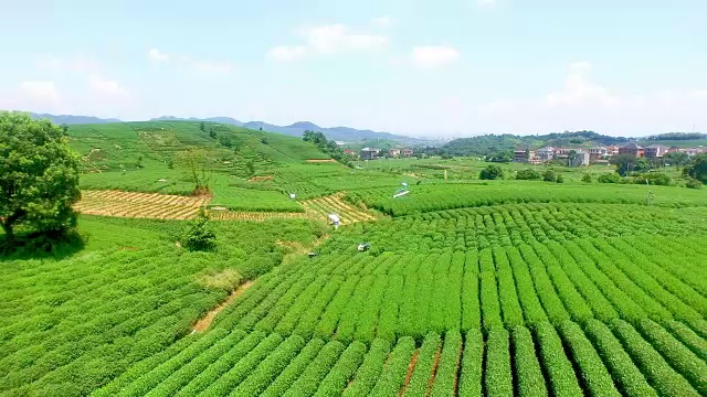 鸟瞰杭州龙井山茶园。