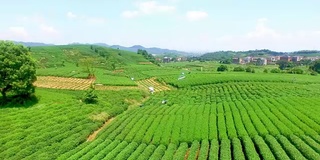 鸟瞰杭州龙井山茶园。