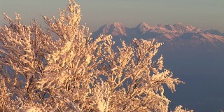 白雪覆盖的树顶