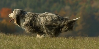 高清超级慢动作:纯种狗在草地上奔跑
