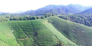 鸟瞰杭州龙井山茶园。