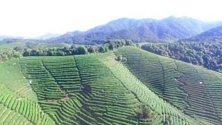 鸟瞰杭州龙井山茶园。视频素材模板下载