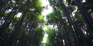 岚山的竹林