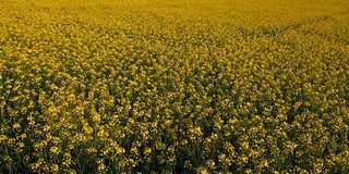 中国罗平的黄色油菜花田