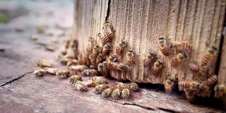 蜂巢外的蜜蜂