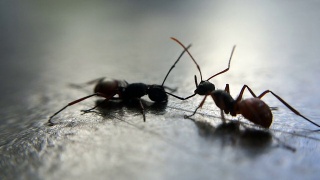 两只蚂蚁打架:微距镜头视频素材模板下载