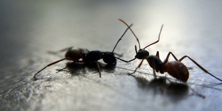 两只蚂蚁打架:微距镜头