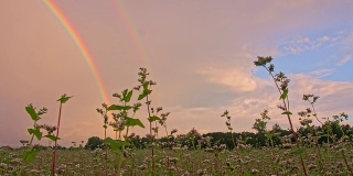在荞麦地上的彩虹