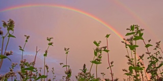在荞麦地上的彩虹