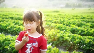 小女孩摘草莓吃视频素材模板下载