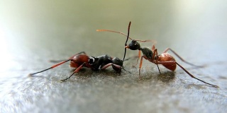 两只蚂蚁战斗:微距镜头，全高清镜头。