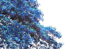 蓝猴荚树