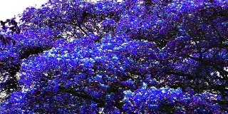 蓝色猴荚树
