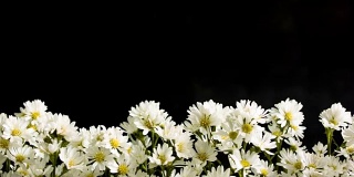 白色刀花。