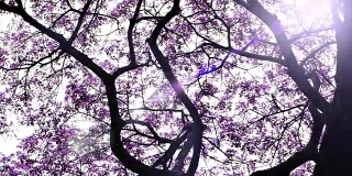 紫猴荚