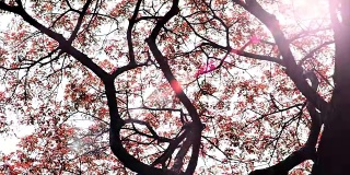 粉猴荚树