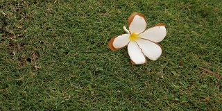 4K:草地上的白花