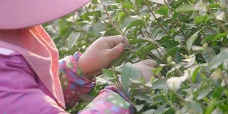 在茶园采摘绿茶的妇女4k