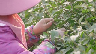 在茶园采摘绿茶的妇女4k视频素材模板下载