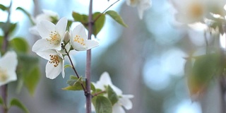 花的苹果。