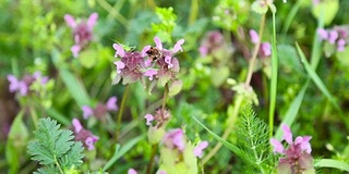 花上的蜜蜂