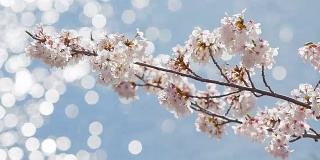 日本川口湖上美丽的樱花和淡淡的水景