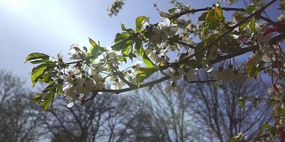 树在阳光明媚的日子开花