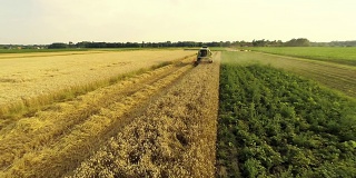 AERIAL Combine Harvester Harvesting The Wheat