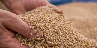 SLO MO农民的手握小麦谷物