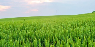WS DS绿小麦