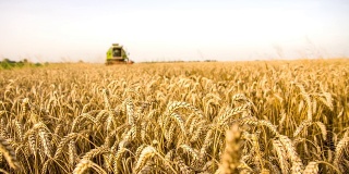 WS DS联合收割小麦