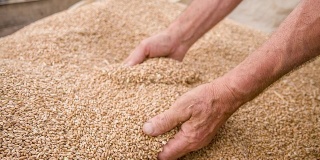 SLO MO农民检查小麦的手