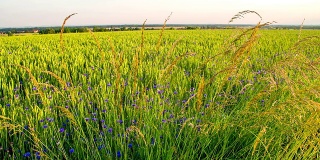 麦田里的草和矢车菊