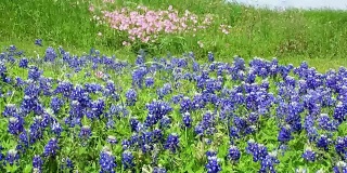 德克萨斯州丘陵地区的矢车菊在风中盛开着粉红色的花