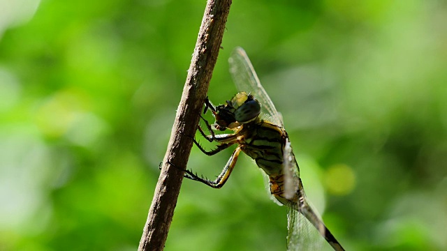 Dragonfly chewing it's pray.